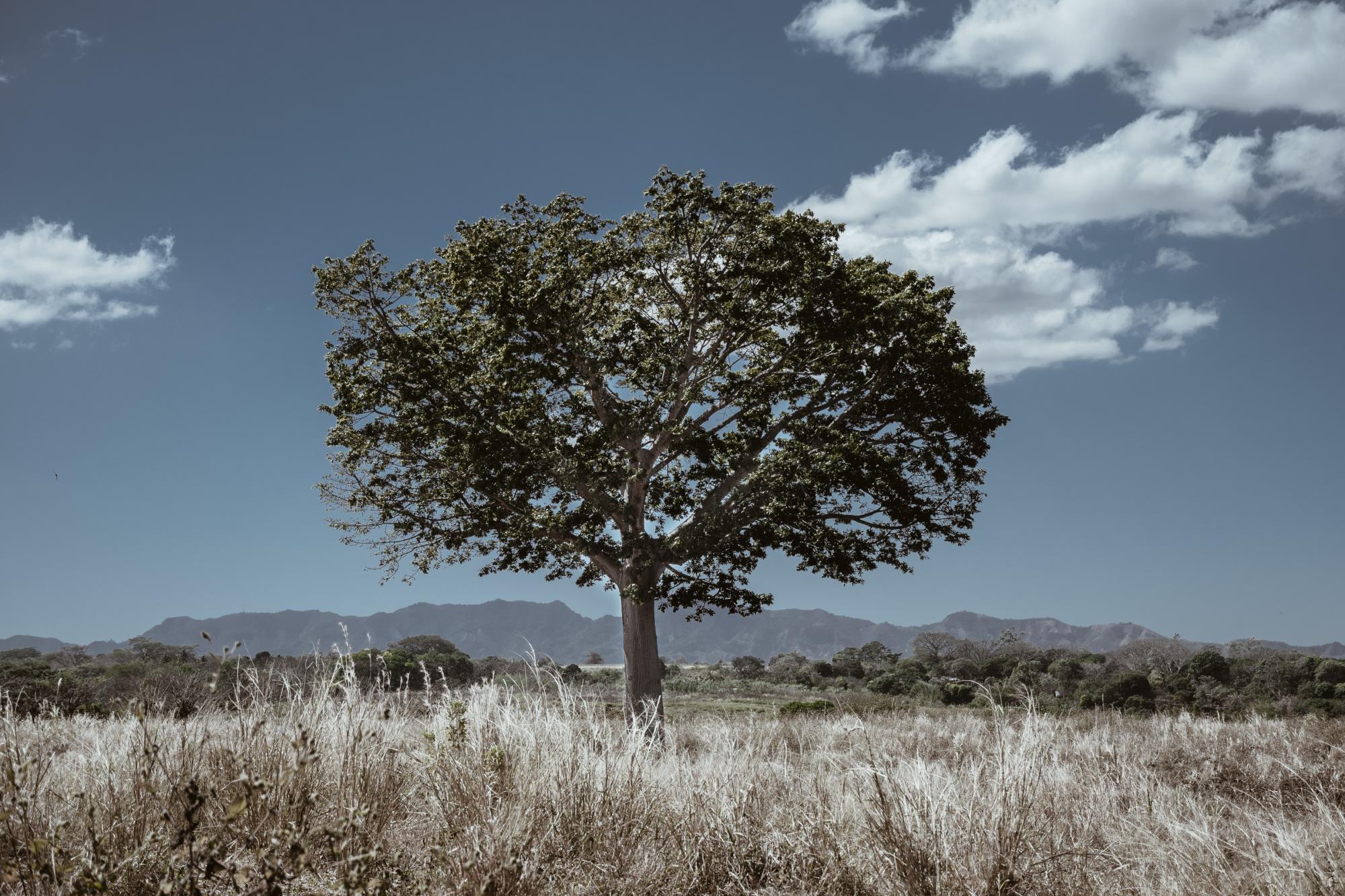 strom ceiba cihuatan